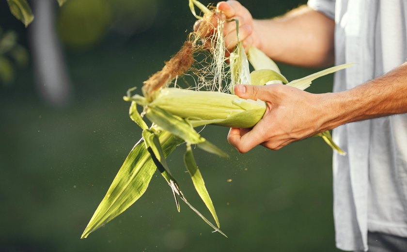 Pagamento do Garantia-Safra 2021/2022 beneficia mais de 15 mil agricultores de Alagoas este mês