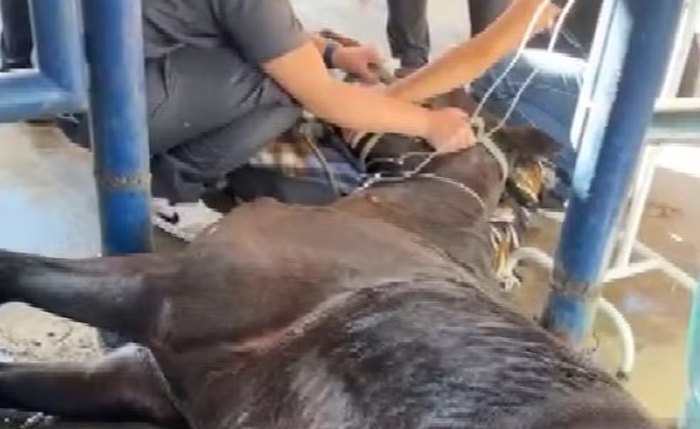 Veterinários investigam adoecimento de 120 cavalos no interior de SP Veterinários investigam adoecimento de 120 cavalos no interior de SP
