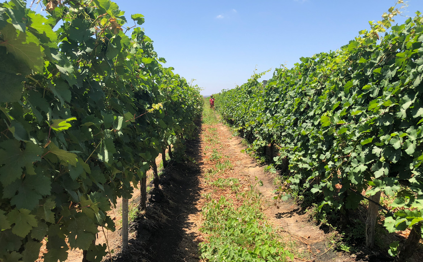 Vinhos do Vale do São Francisco recebem selo de indicação geográfica