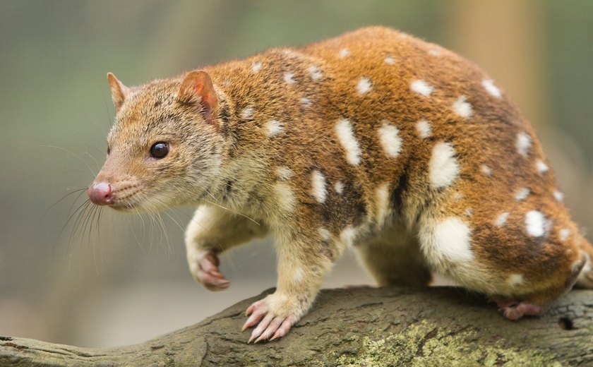 Desaparecido há 130 anos, animal raro é avistado em fazenda na Austrália