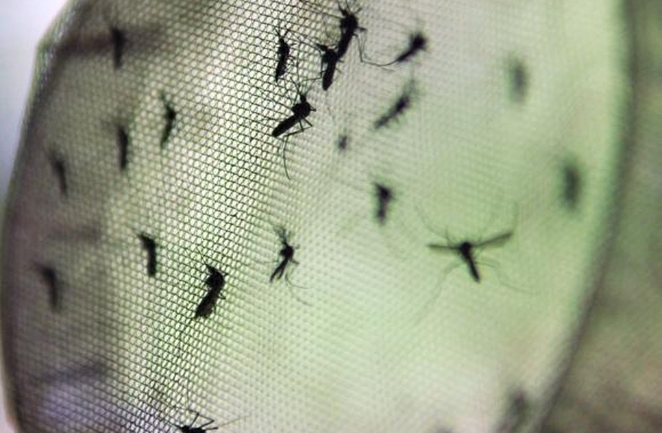 DENGUE