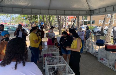 Feira de Adoção garante proteção para animais que haviam sido abandonados