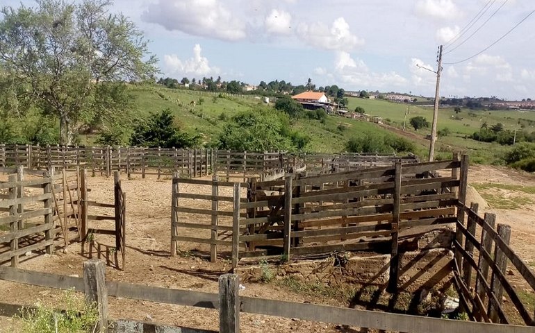 Devido à campanha de vacinação contra a Febre Aftosa, tradicional feira de animais será fechada nesta segunda (4)