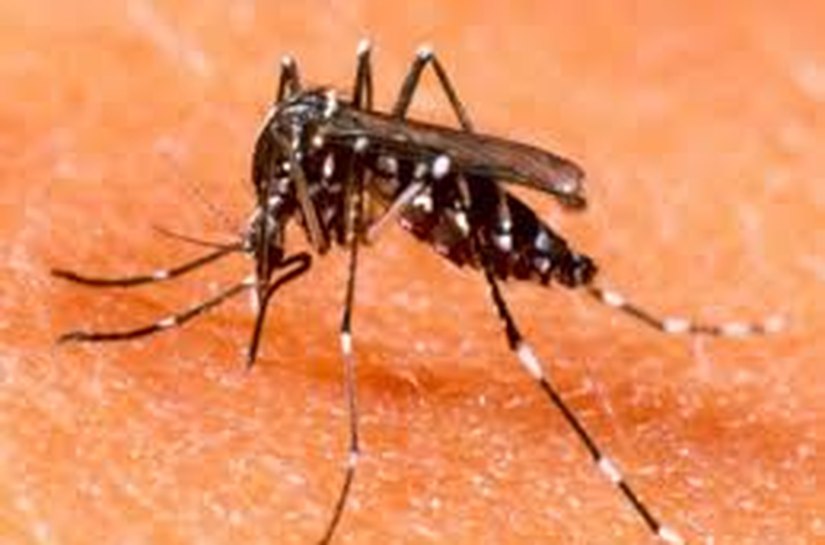 Vigilância em Saúde divulga último Boletim Epidemiológico de 2015