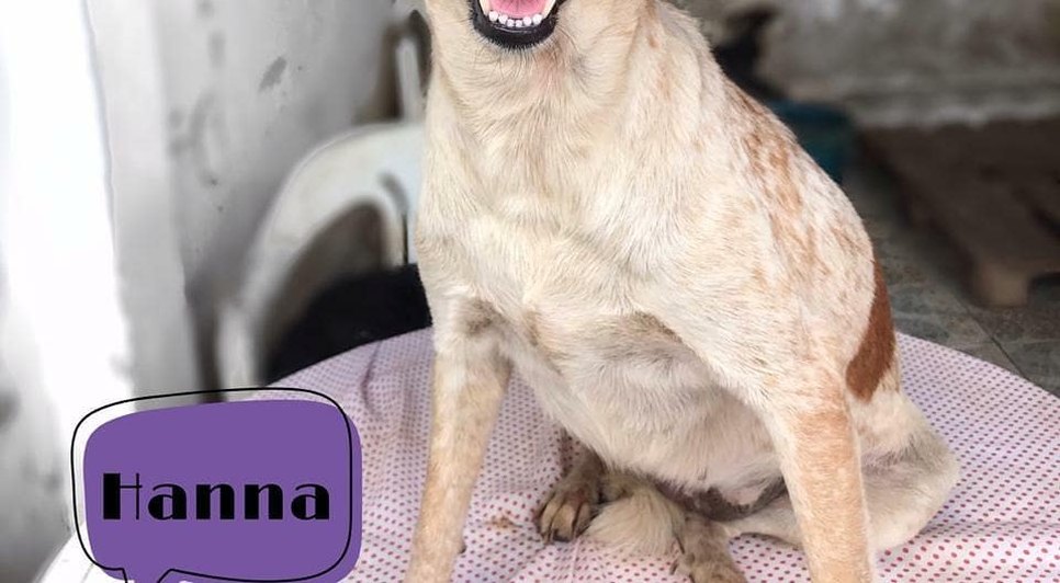 CACHORRO ADASFA