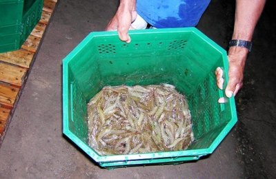 Secretaria de Agricultura promove 3º Fórum Temático de Aquicultura