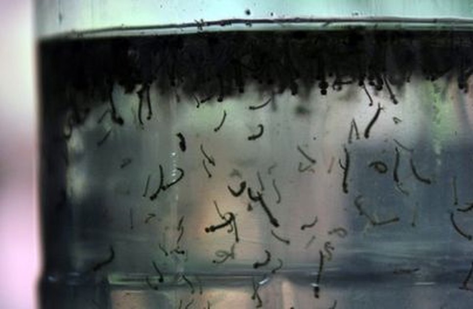 dengue
