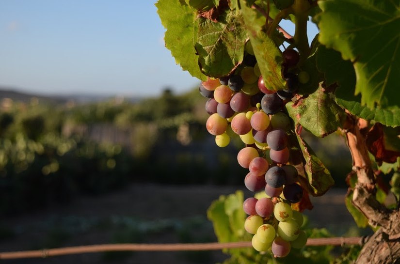 Diversificação reforça a posição da América do Sul como player global na agricultura