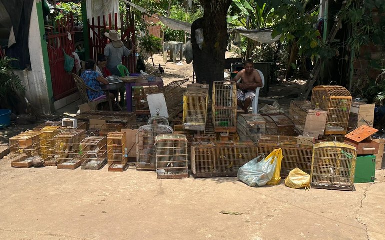 Batalhão Ambiental apreende armas e resgata 43 animais silvestres durante fiscalização em Taquarana