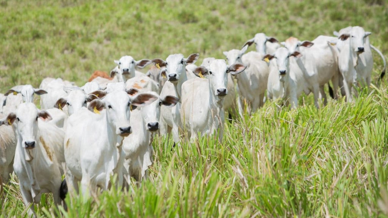 Agropecuária turbina importação de bens de capital e insumos em outubro, diz FGV