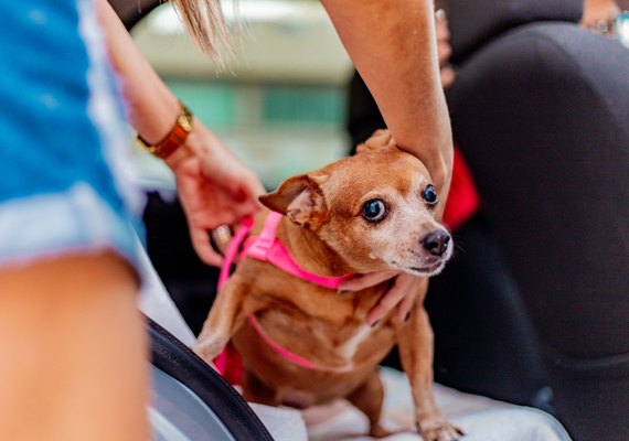 Viajando com pet: DMTT de Maceió orienta sobre segurança no transporte de animais