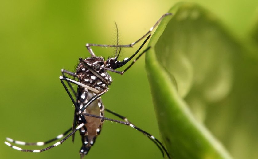Arapiraca convoca população para o combate ao Aedes Aegypti