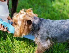 Altas temperaturas mudam a rotina dos pets e exigem novos cuidados dos tutores - Divulgação (2).jpg 