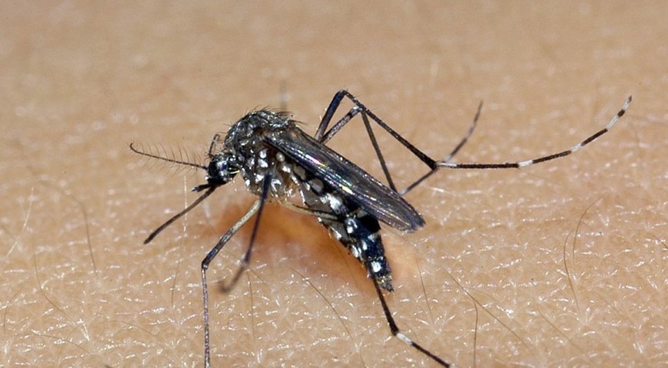 Homem morre com suspeita de dengue hemorrágica em Sergipe