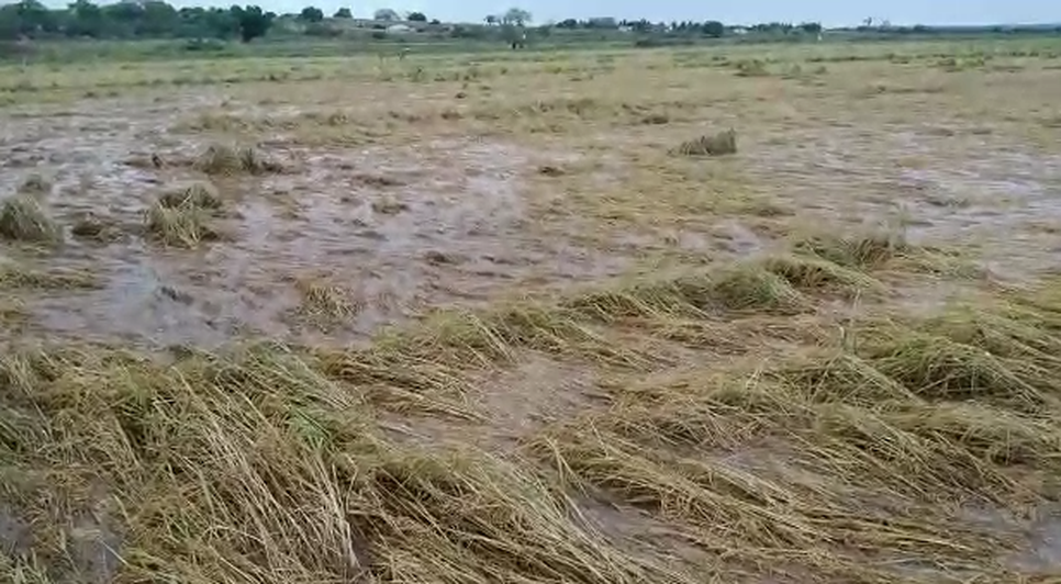 Rizicultores contabilizam prejuízo de R$1,2 milhões na safra de arroz após enchentes em Neópolis / Foto: Foto: Reprodução/Redes Sociais
