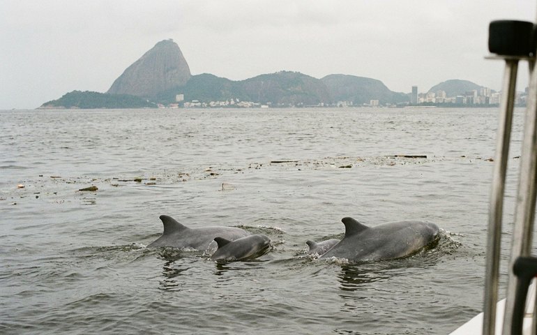 Nascimento de dois filhotes de boto-cinza renova a esperança na Baía de Guanabara