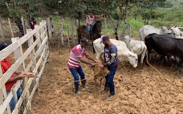 Prazo para vacinação contra a aftosa encerra dia 30