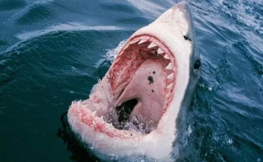 EUA: homem fica em estado grave após ser atacado por tubarão na Flórida