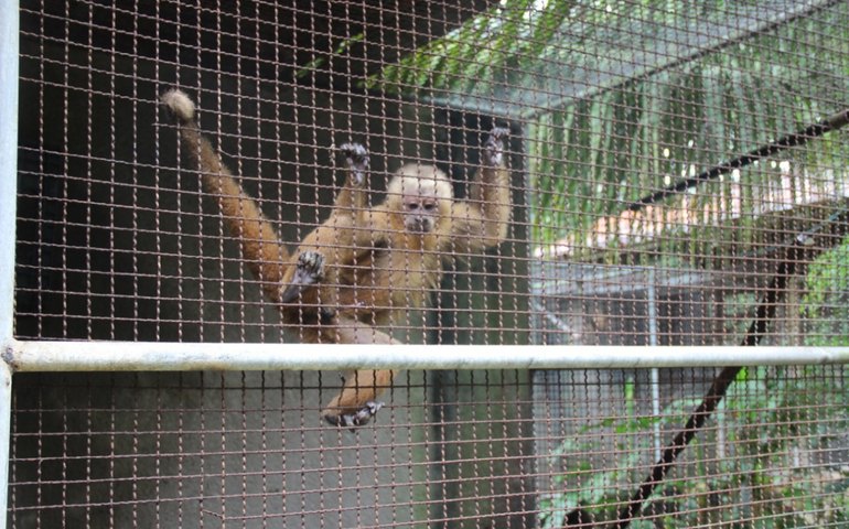 IMA realiza campanha de arrecadação de materiais para os animais do Cetas