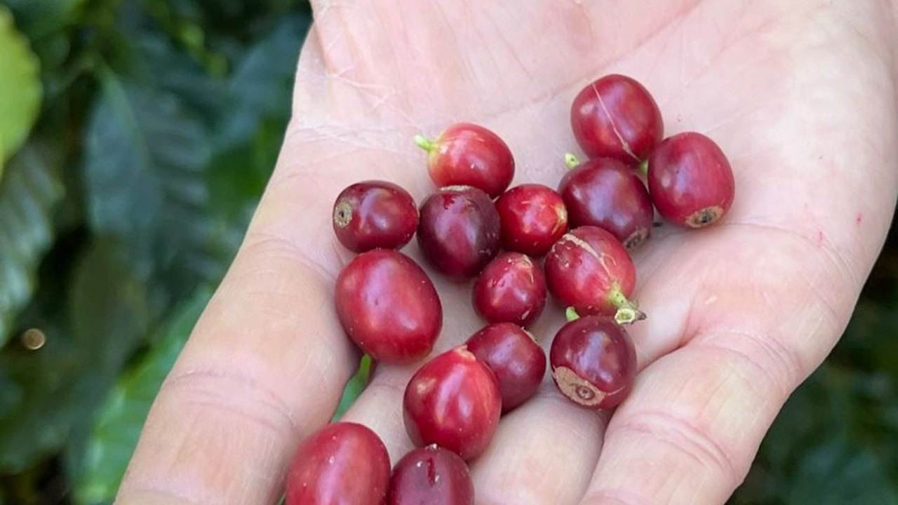 China aprova que 183 novas empresas brasileiras exportem café ao país