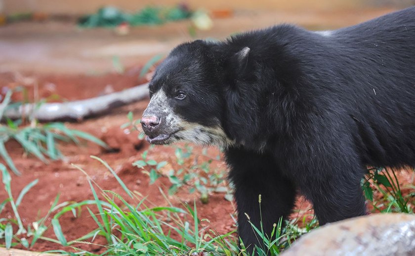 Vídeo: câmera de segurança flagra urso roubando entrega de comida na Flórida