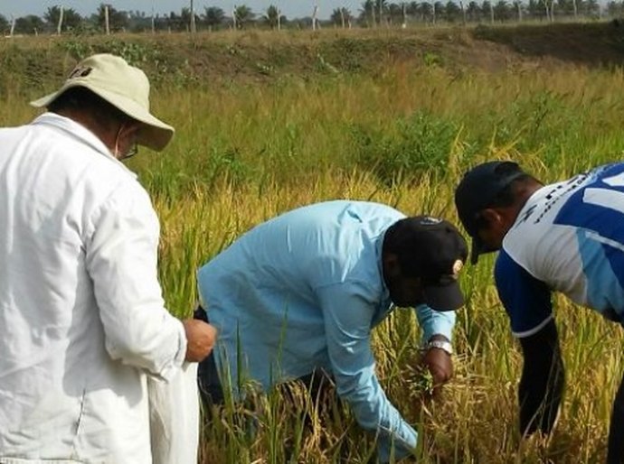 Emater colhe dez linhagens de arroz no Baixo São Francisco