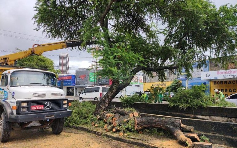 Poda de árvore: Prefeitura de Maceió orienta como solicitar serviço de forma gratuita