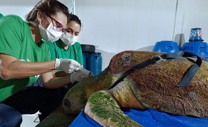 Animal foi resgatado pelo Instituto Biota, onde recebeu tratamento com apoio do Ibama