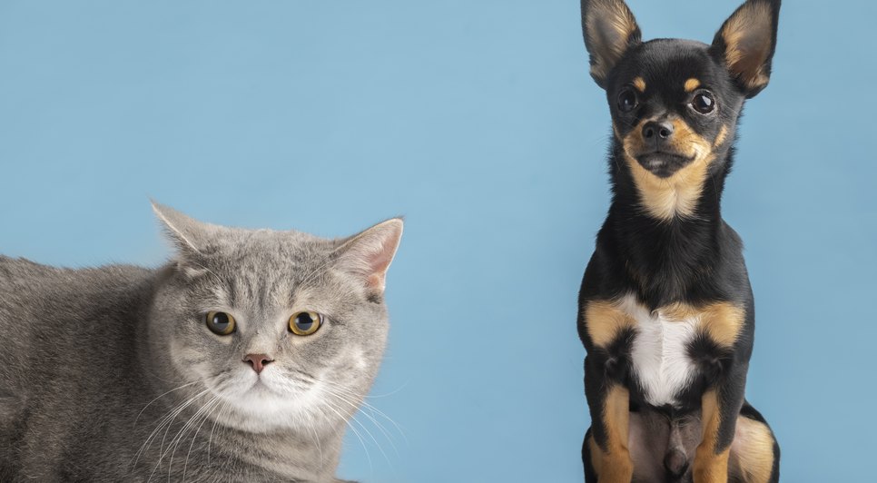 UFS oferta serviço gratuito de castração para cães e gatos; saiba como fazer / Foto: Foto: Freepik/Arquivo