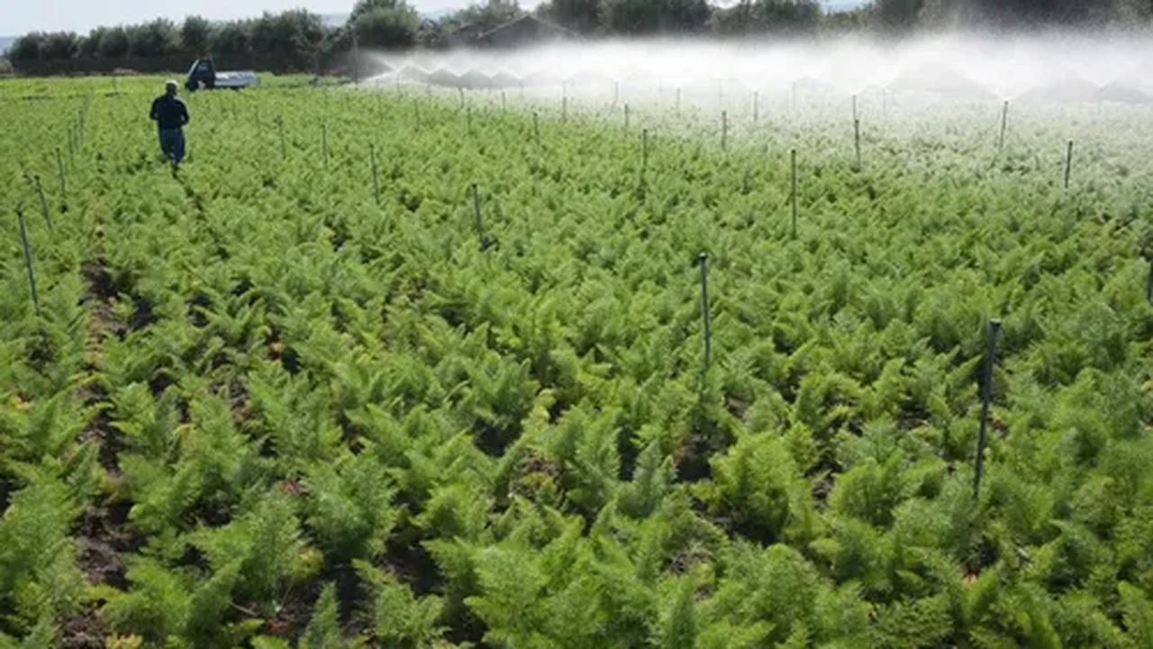CMN aprova ajustes em encargos financeiros do crédito rural para ano agrícola 2025/2026