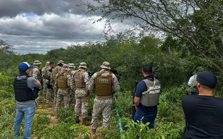 PMAL e PF destroem mais de 2,8 mil pés de maconha em Alagoas e Pernambuco