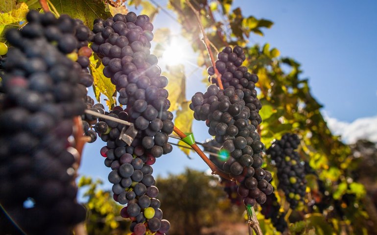 Festa das Colheitas celebra 150 anos da imigração italiana no Brasil