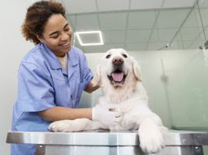 Comunidade global de médicos-veterinários avança no Brasil com foco em gestão e qualidade assistencial