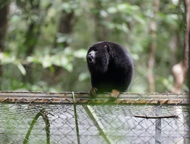 Após período de adaptação, guaribas-de-mãos-ruivas ganham liberdade em reserva ambiental de Coruripe