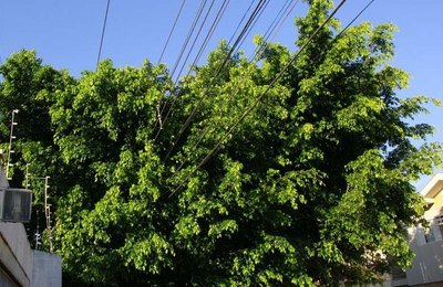 Dia da Natureza: Equatorial reforça cuidados no plantio de árvores próximas à rede elétrica