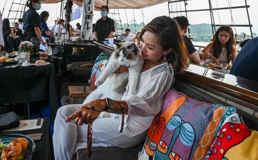 Gatos de luxo fazem passeio de barco em Cingapura