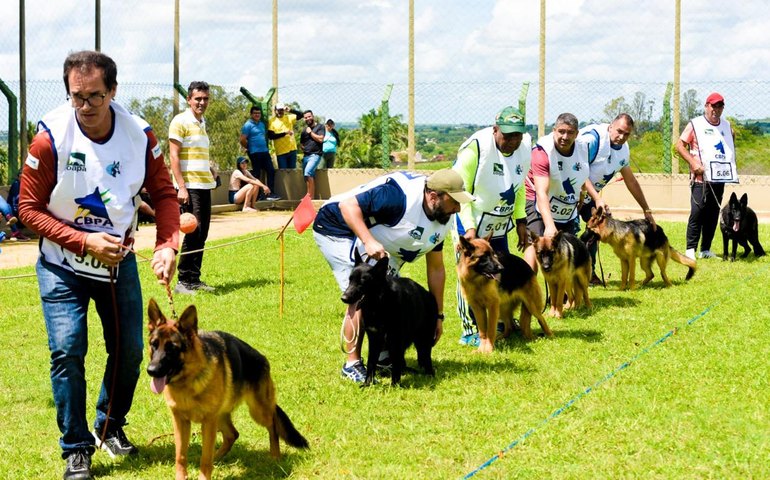 Pastor Alemão: Exposição de Criação reunirá os melhores da raça do Norte/ Nordeste