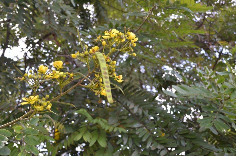 Florescer de árvores anuncia beleza da Primavera em Maceió