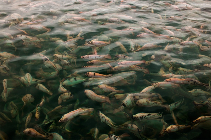 Desafios tarifários e segurança regulatória devem orientar a piscicultura brasileira em 2026