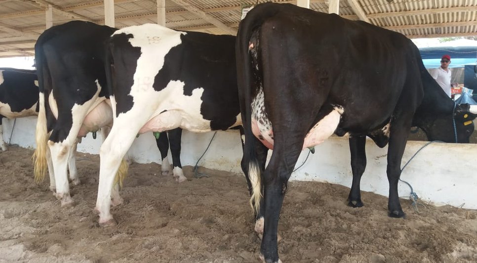 VACA LEITE GADO