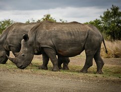 Dia Mundial dos Animais reforça compromisso global com a vida de todas as espécies - Pexels (2).jpg 