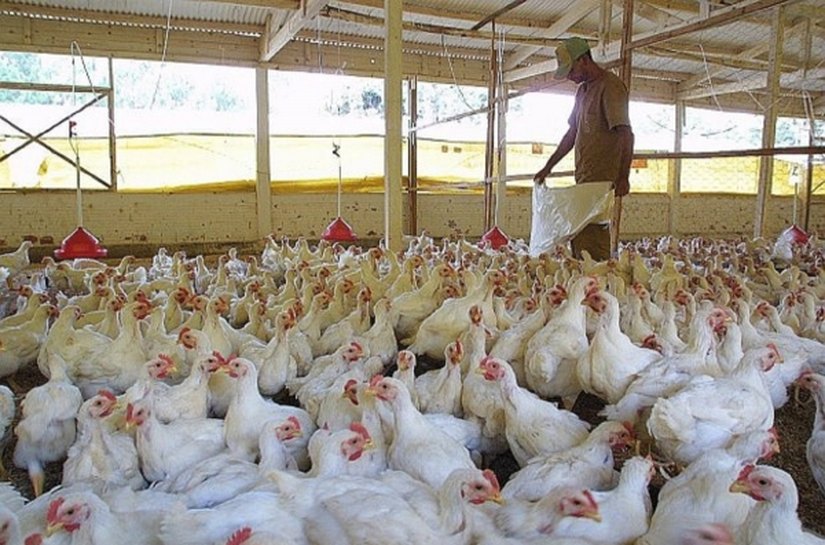 Avicultores buscam investimento para baratear custos de produção