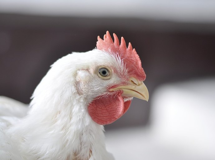 Brasil Sul de Avicultura tem lançamento de solução nutricional; confira