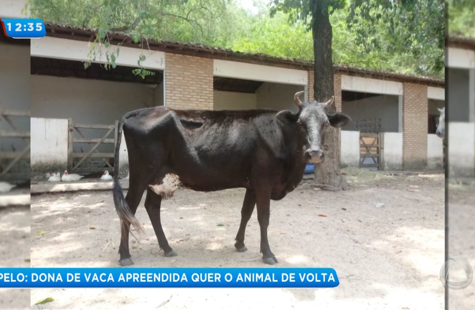 Vaca apreendida
