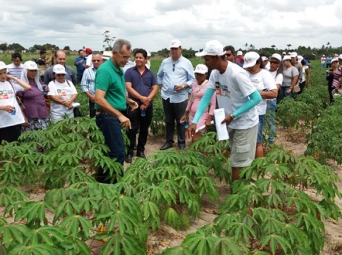 Dia de Campo da mandioca mobiliza agricultores em Junqueiro