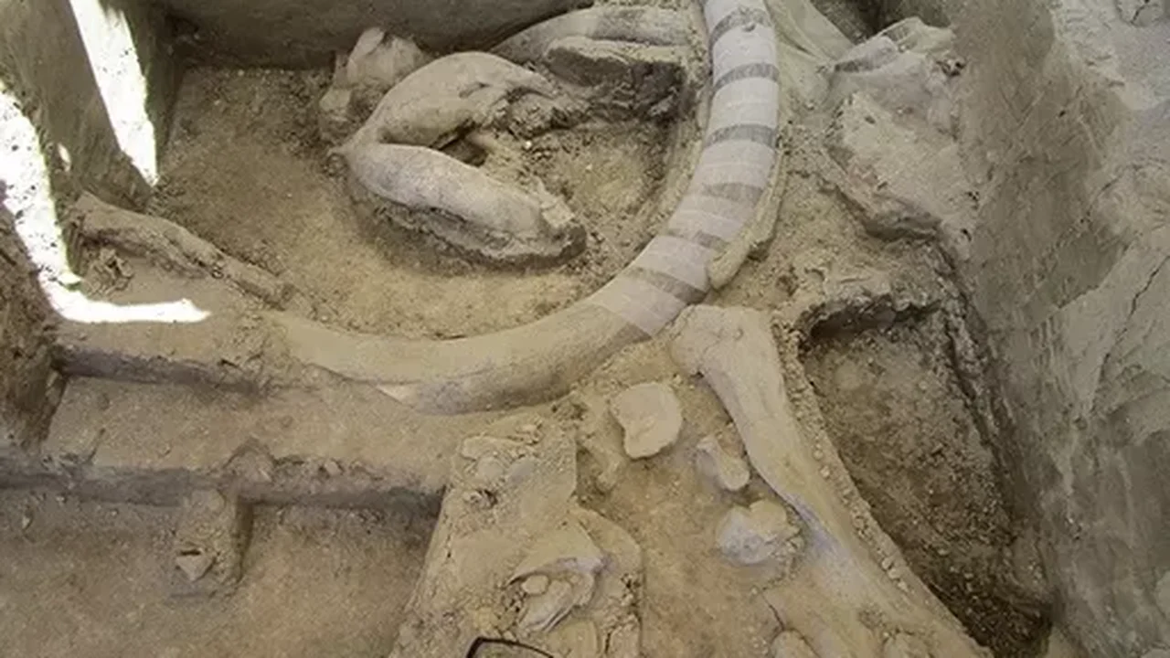 Centenas de ossos de mamute com pelo menos 30 mil anos são descobertos em adega na Áustria