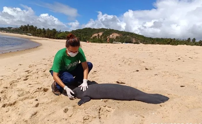 Dois filhotes de peixe-boi são encontrados mortos em praia de Maceió