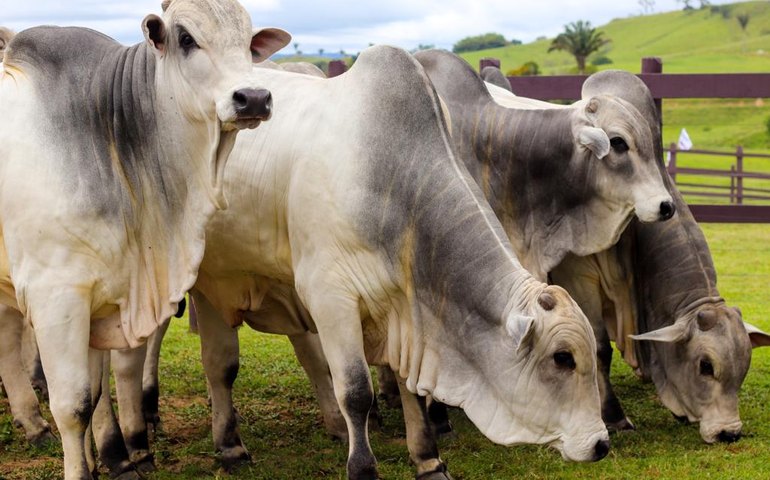 Produtos do Leilão IBC adiantam em mais de 40 anos a genética dos rebanhos