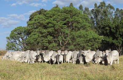 ACNB chancela 27º Megaleilão da CFM como leilão oficial da raça Nelore