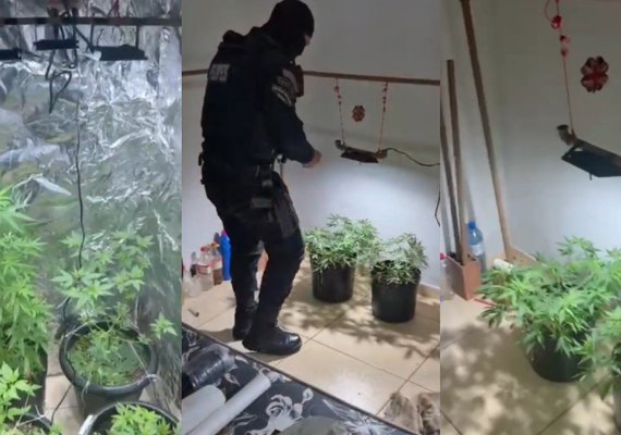 Polícia desmantela estufa de maconha e prende suspeito por tráfico em Delmiro Gouveia